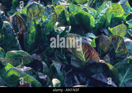 witloof chicory, Belgian endive, succory (Cichorium intybus var. foliosum) Stock Photo