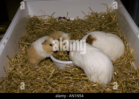 Guinea Pig Two young Domestic Guinea Pigs with two adults at feeding bowl S Stock Photo