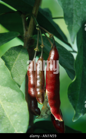 colanut, kolanut (Cola acuminata), fruits Stock Photo