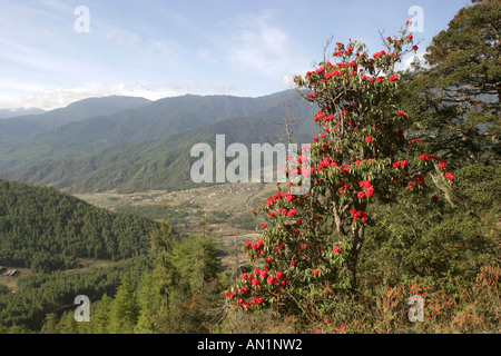 Bhutan Paro Valley from Taktsang Stock Photo