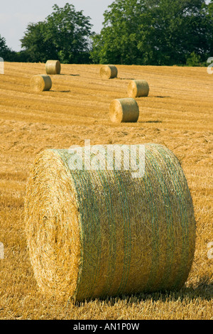 Strohballen auf einem Stoppelfeld Rools of Hay Germany deutschland Stock Photo