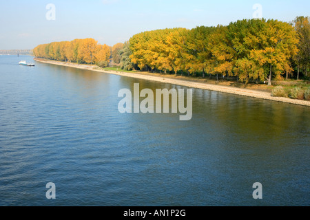 verfaerbte Baeume am Rhein bei Worms Rheinland Pfalz Deutschland River Rhein Germany