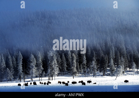 Bison im Morgennebel in the morning mist Yellowstone NP USA Stock Photo
