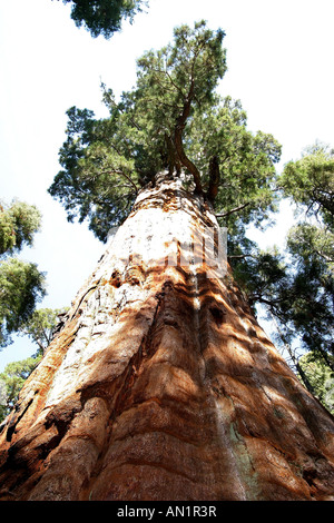 giant sequoia General Sherman Sequoiadendron giganteum largest living thing on Earth nearly 2700 years old USA California Stock Photo