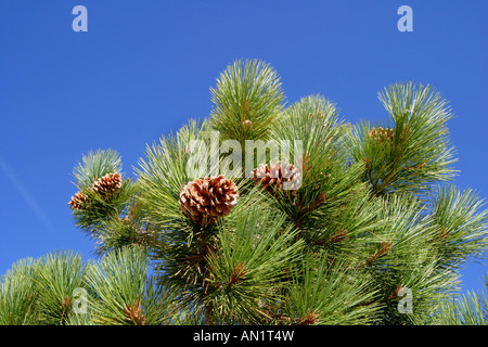 female cones of Jeffreys Pine Pinus jeffreyi USA California Stock Photo
