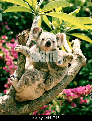 AUSTRALIA: Koalas Stock Photo