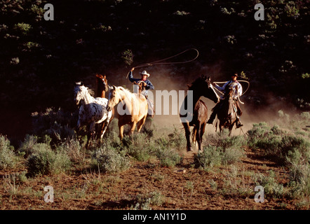 Two cowboys chasing four horses in a roundup in Oregon Stock Photo