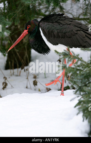 Schwarzstorch Black Stork ciconia nigra Europe Stock Photo