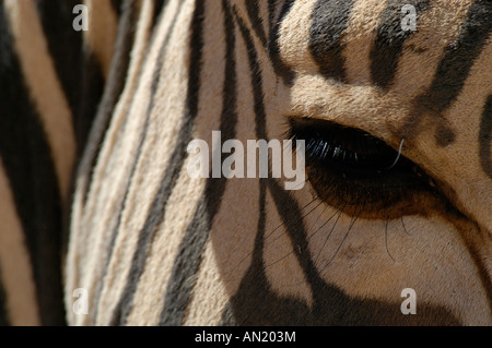 Steppenzebra Equus quagga zebra Detail Auge eye Afrika africa Stock Photo