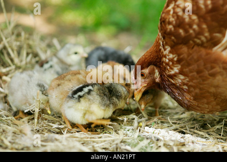 Haushuhn mit Kueken Domestic fowl Poulet Hen Henne female Farm Chicken Gallus gallus domesticus Huhn Stock Photo