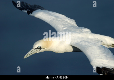 Basstoelpel sula bassana gannet north sea nordsee europe Stock Photo