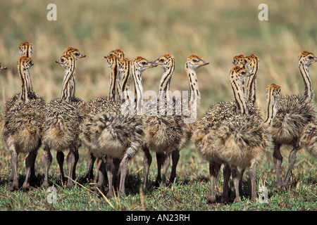 Ostrich Strauss Struthio camelus Bird Vogel Masai Mara wildlife reservation Kenya Kenia Africa Afrika Stock Photo