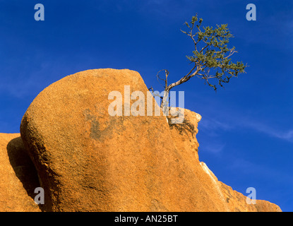 Afrika stunted small tree growing precariously exposed on a rock of red granite Spitzkoppe region Namibia Africa Stock Photo