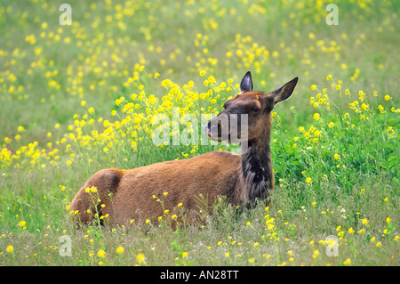 Wapiti Elk Cow in Flowers Kuh Cervus elaphus Yellowstone NP USA