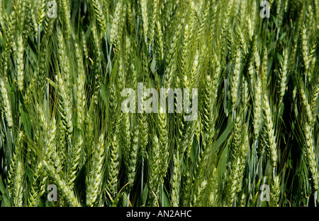 Close-up of ears of Barley (Hordeum vulgare). Stock Photo
