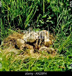 Fasan Juvenile Nest phasianus colchicus (common) pheasant Stock Photo