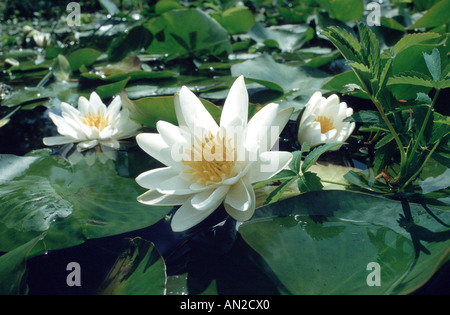 white water-lily, white pond lily (Nymphaea alba), blooming, Germany, North Rhine-Westphalia, Lower Rhine Stock Photo