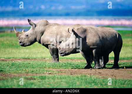 Breitmaulnashorn White Rhinoceros Lake Nakuru Kenia Kenya Afrika Africa Stock Photo