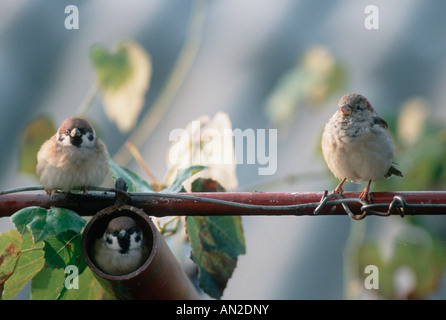 Feldsperling Eurasian Tree Sparrow Passer montanus Europe Europa Germany Stock Photo
