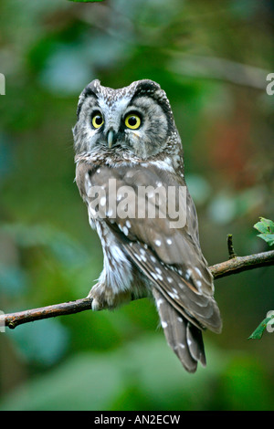 Rauhfusskauz Tengmalms Owl aegolius funereus Stock Photo