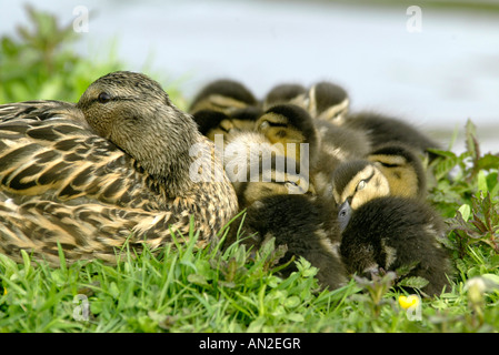 Stockente anas platyrhynchos Mallard wild duck Stock Photo