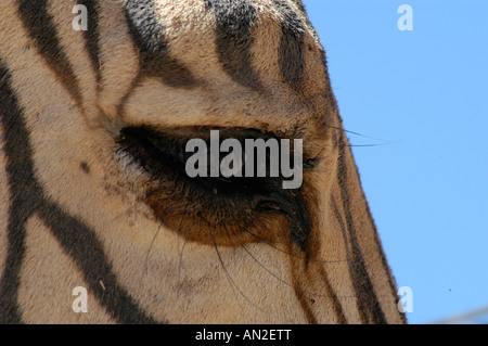 Steppenzebra Equus quagga zebra Detail auge eye Afrika africa Stock Photo