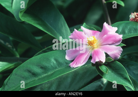 Rose Cactus (Pereskia grandifolia, Rhodocactus grandifolius), blooming Stock Photo