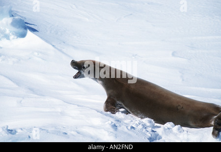 crabeater seal (Lobodon carcinophagus), on the ice, Antarctica Stock Photo