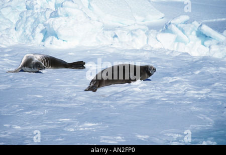 crabeater seal (Lobodon carcinophagus), on the ice, Antarctica Stock Photo