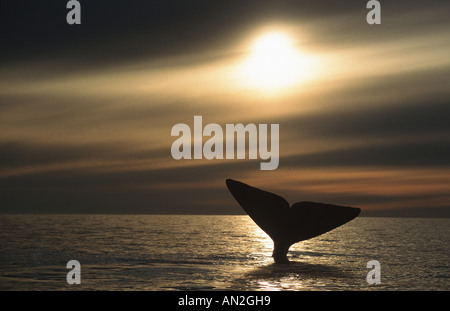 southern right whale (Eubalaena australis, Balaena glacialis australis), silhouette of a fluke in back light, Argentina, Penins Stock Photo