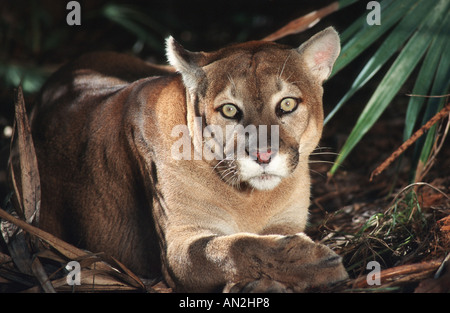 puma, mountain lion, cougar (Puma concolor, Profelis concolor), resting adult, USA, Florida Stock Photo