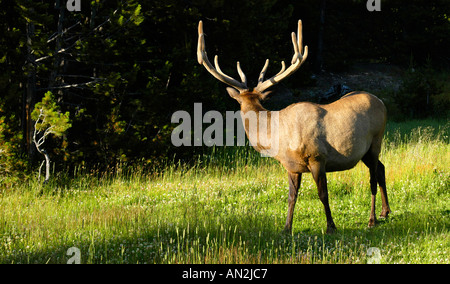 An elk in Yellowstone National Park Wyoming USA Stock Photo