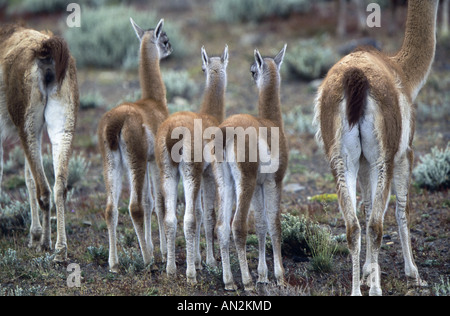 guanaco (Lama guanicoe), two mares and three foals, Chile, Torres del Paine National Park Stock Photo