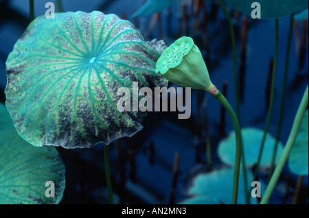 East Indian lotus (Nelumbo nucifera), leaves and single fruit Stock Photo