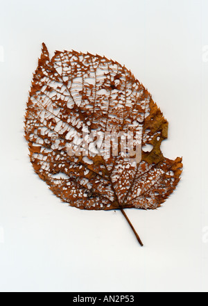 Filigreed leaf Stock Photo