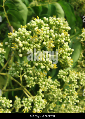 Euodia hupehensis (Euodia hupehensis, Evodia hupehensis, Tetradium daniellii), blooming Stock Photo