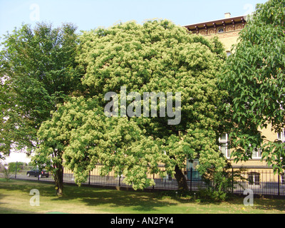 Euodia hupehensis (Euodia hupehensis, Evodia hupehensis, Tetradium daniellii), single tree, blooming Stock Photo