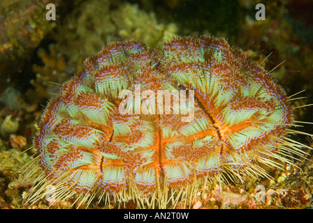 Venomous sea urchin Asthenosoma varium Komodo National Park Indonesia Stock Photo