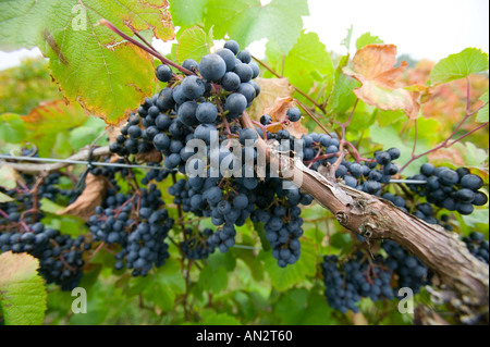 The black Rondo grape on the vine in an English vinyard The black Rondo grape on the vine in an English vinyard
