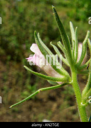 lesser snapdragon (Misopates orontium), flower Stock Photo