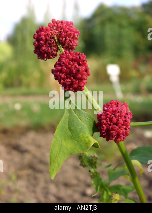 blite goosefoot, strawberry blite (Chenopodium capitatum, Blitum capitatum), ripe fruits Stock Photo