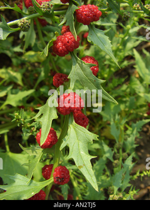 Strawberry Sticks, Leafy Goosefoot (Chenopodium foliosum), ripe fruits Stock Photo