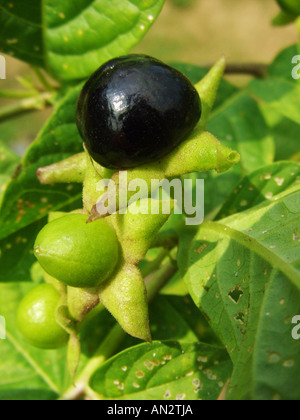 deadly nightshade (Atropa bella-donna, Atropa belladonna), ripe fruits Stock Photo