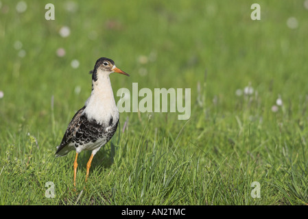 ruff (Philomachus pugnax), male on meadow, Netherlands, Frisia Stock Photo