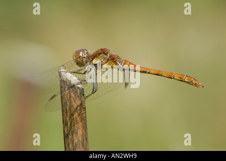 Female Common Darter dragonfly Sympetrum striolatum rests on a stick Bedgebury Forest Kent UK 19 August 2006 Stock Photo