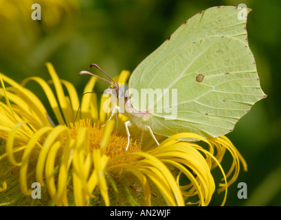 A male Brimstone Butterfly Gonepteryx rhamni feeds on a yellow Inula hookeri flower Stock Photo