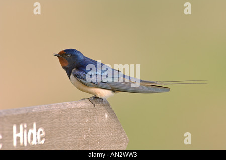 Barn Swallow Hirundo rustica adult perched on nature reserve sign Minsmere RSPB reserve Suffolk England May Stock Photo