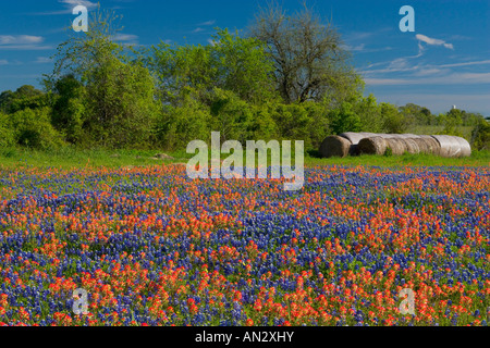 Blue Bonnets and Indian Paint Brush with backdrop of Oak Trees near Independance Texas. Stock Photo