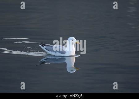 Herring gull Larus argentatus adult on calm sea near Isle of Rum Scotland June Stock Photo