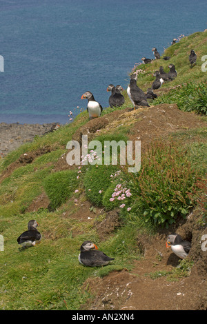 Atlantic puffins Fratercula arctica at breeding colony on Isle of Lunga Treshnish Isles Scotland June Stock Photo